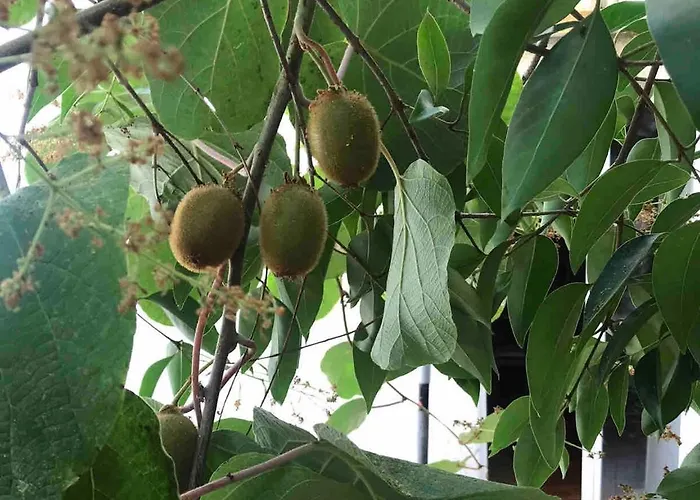 Διαμέρισμα Quiet And Charming - With Yard, Center