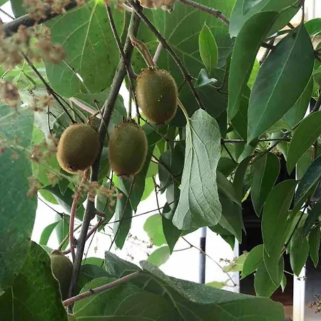 Apartamento Quiet And Charming - With Yard, Center